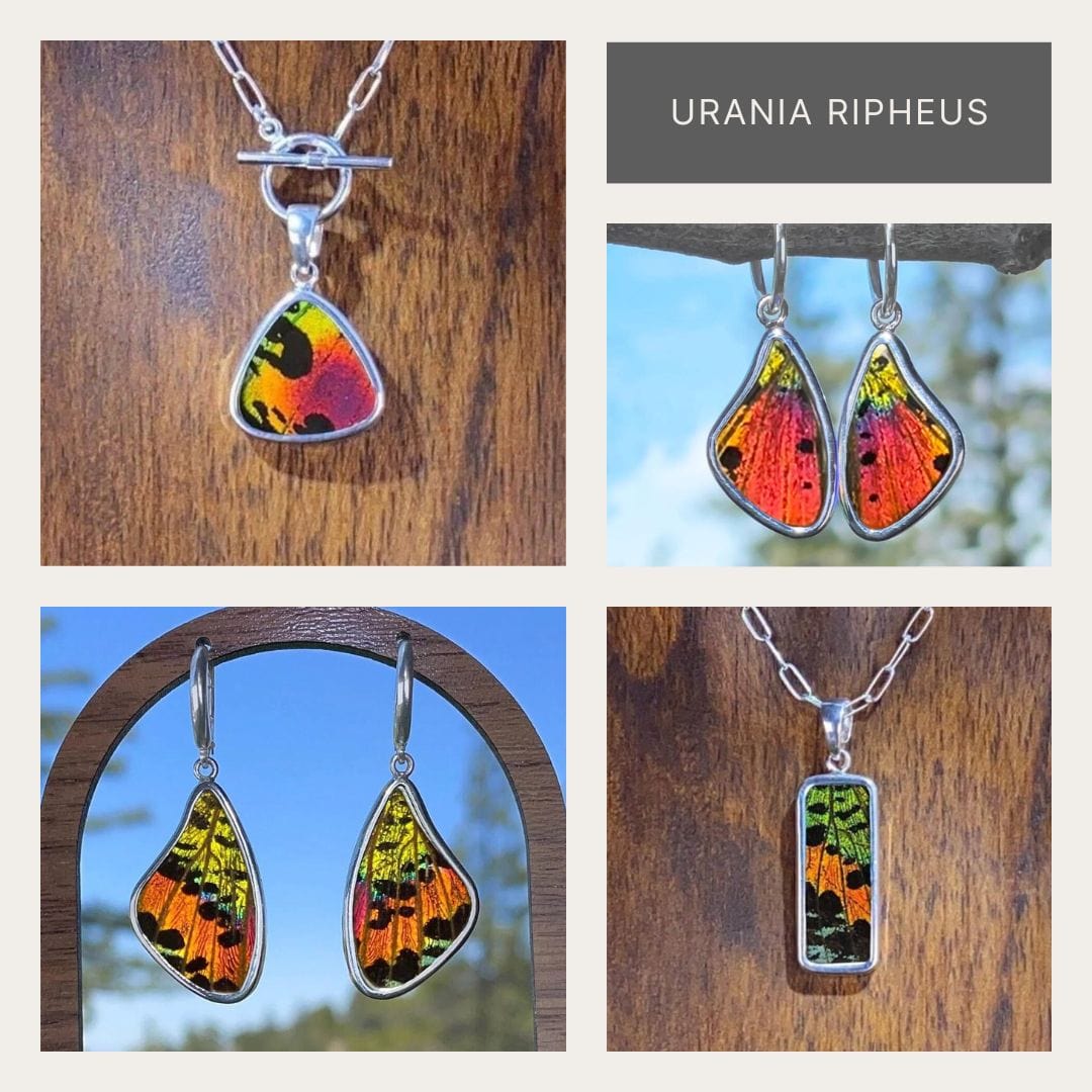  Urania Ripheus Butterfly Jewelry