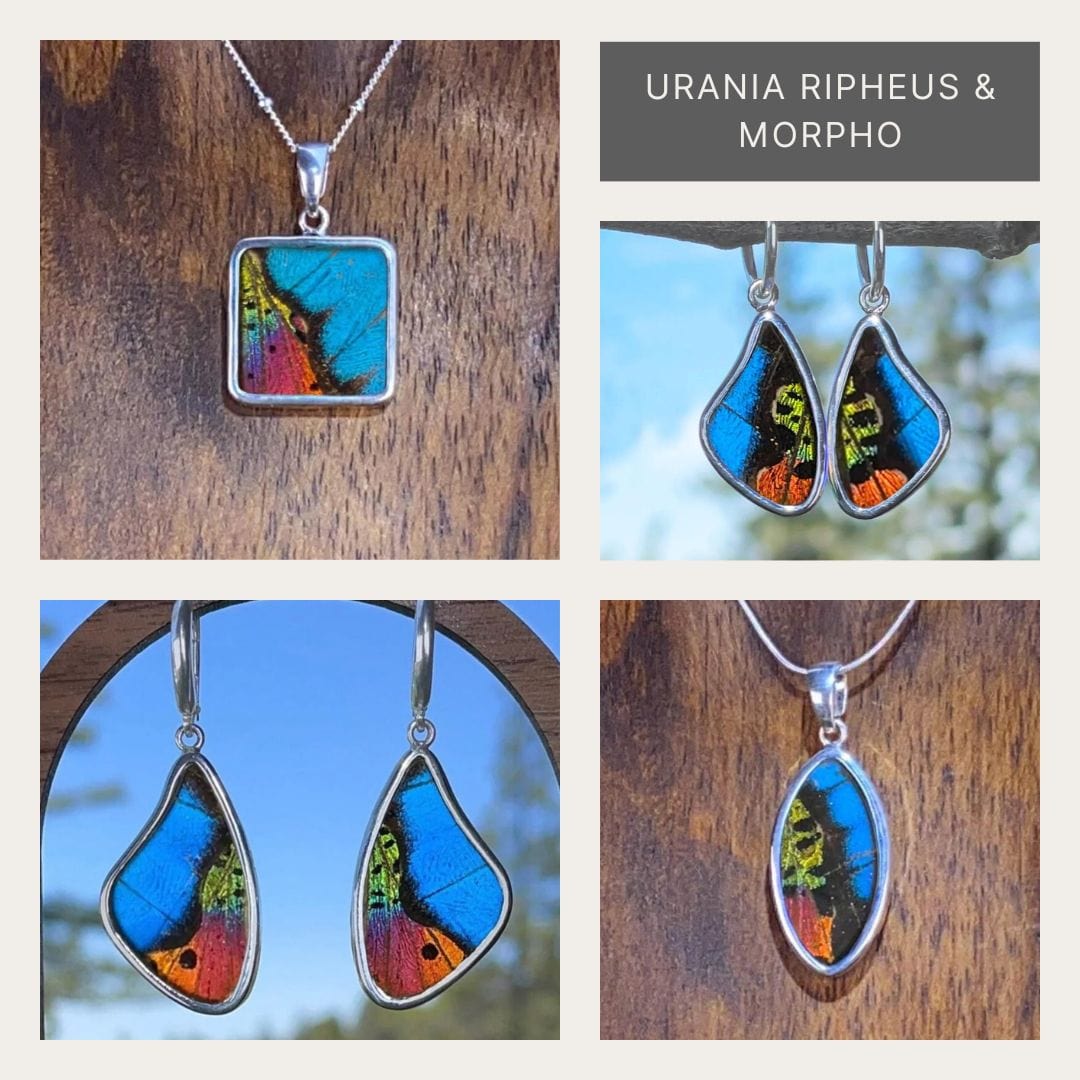  Combo Morpho & Urania Ripheus Butterfly Jewelry