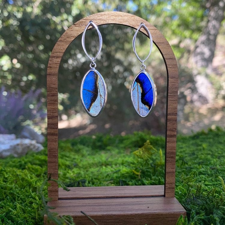 My Store Earrings Combo Real Morpho And Morpho Sulkowskyi Butterfly Oval Pendant On Marquis Post Earrings In Sterling Silver