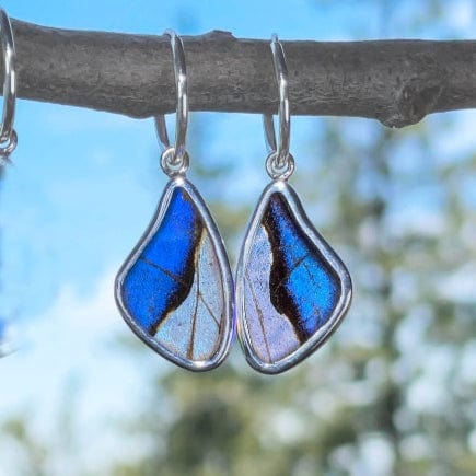 My Store Earrings Combo Real Morpho And Morpho Sulkowskyi Butterfly Small Wing Shaped Pendant On Endless Hoop Earrings In Sterling Silver