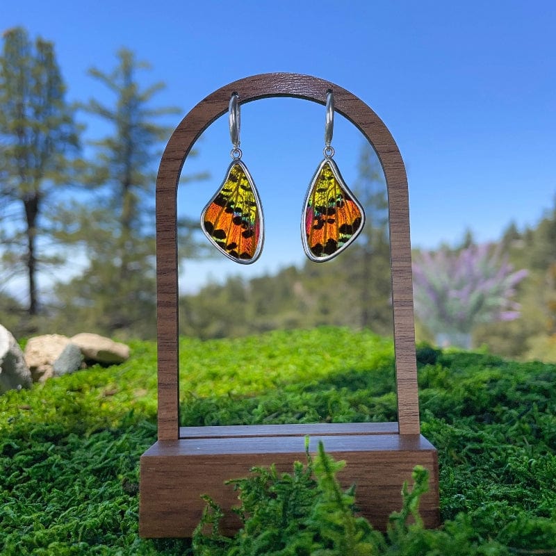 My Store Earrings Real Urania Ripheus Sunrise Series Butterfly Large Wing Shaped Pendant On Leverbacks Earrings In Sterling Silver