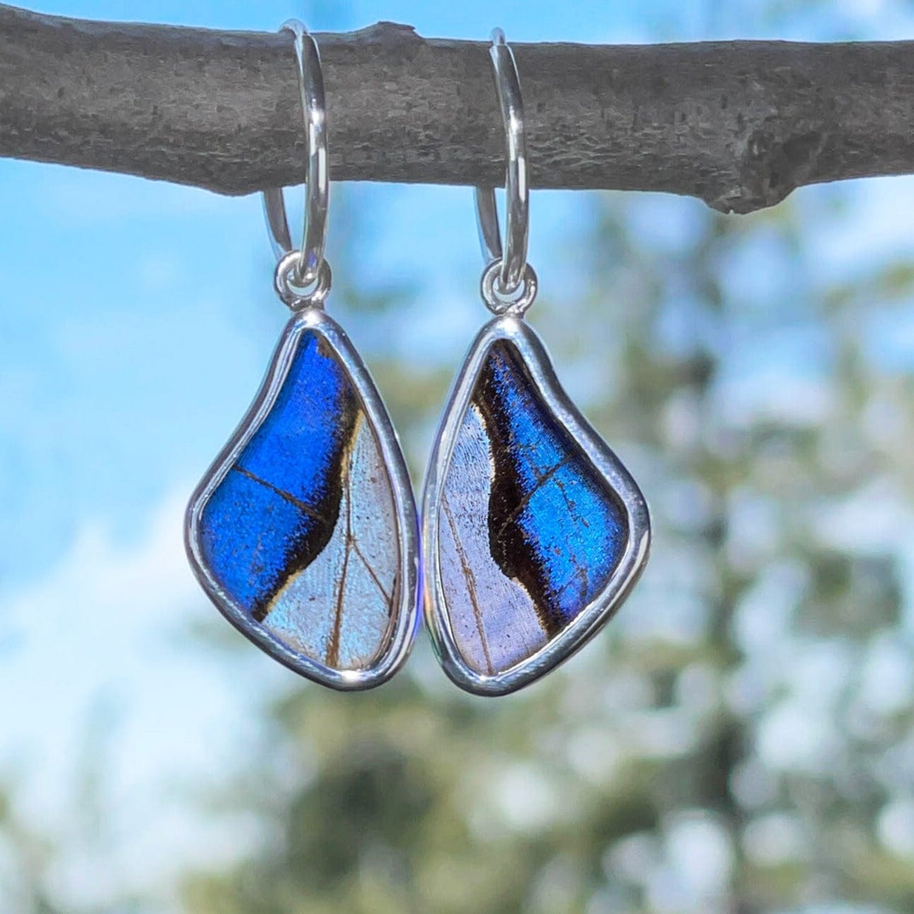 My Store Earrings Small Wing-Shaped Pendant Earrings on Endless Hoop | Real Morpho & Sulkowskyi Butterflies | Sterling Silver